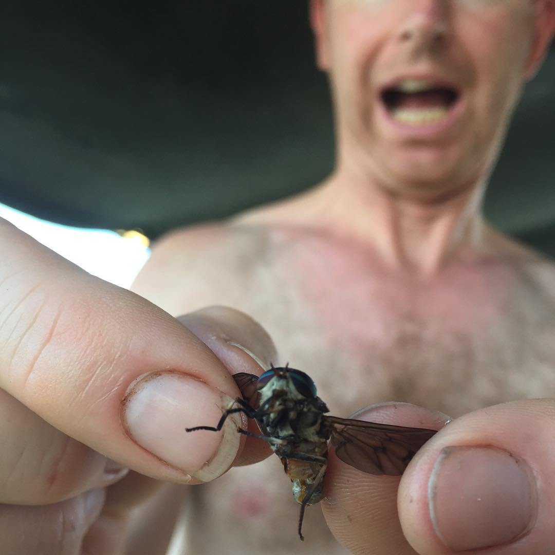 Oh god. We've entered the land of relentless biting Horseflies. No one is safe