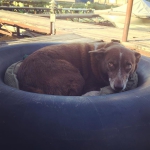 Hazel dog on the deck of the #Shantyboat