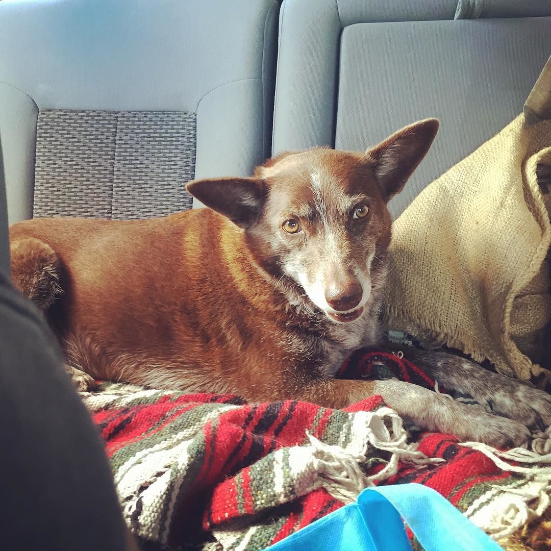 Hazel in her travel lair in the truck