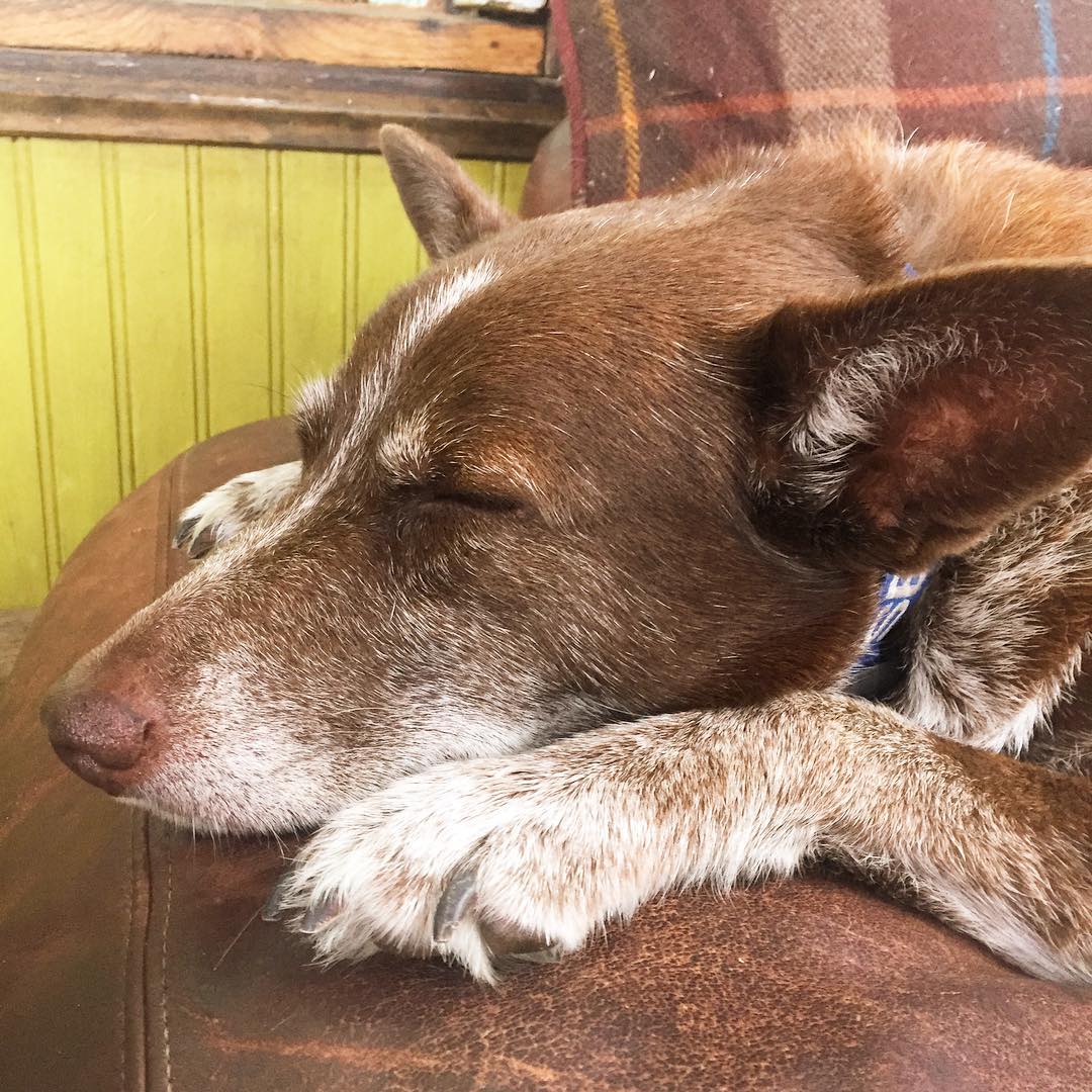 Hazel asleep with her dolphin