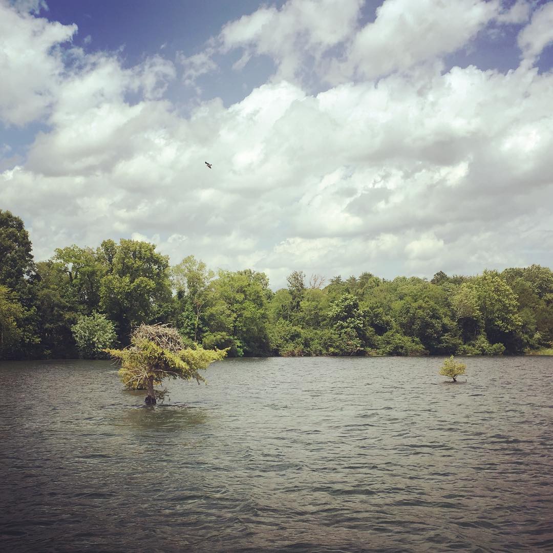 Trees growing in the river? What are they?