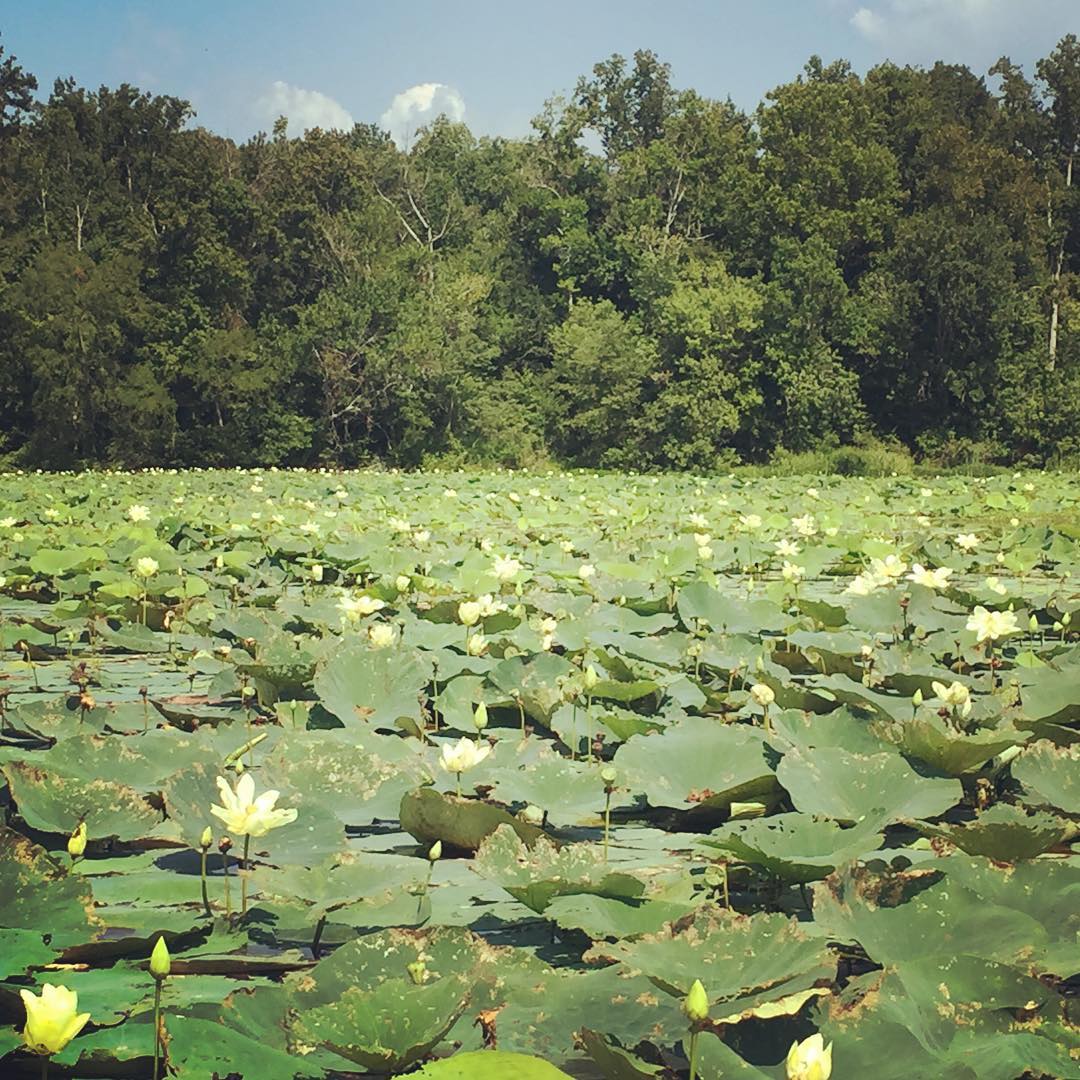 Lily pad field on the Tennessee River