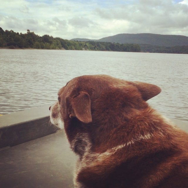 @gooddoghazel near Hobbs Island on Ben Hoksbergen’s boat on our archaeology tour