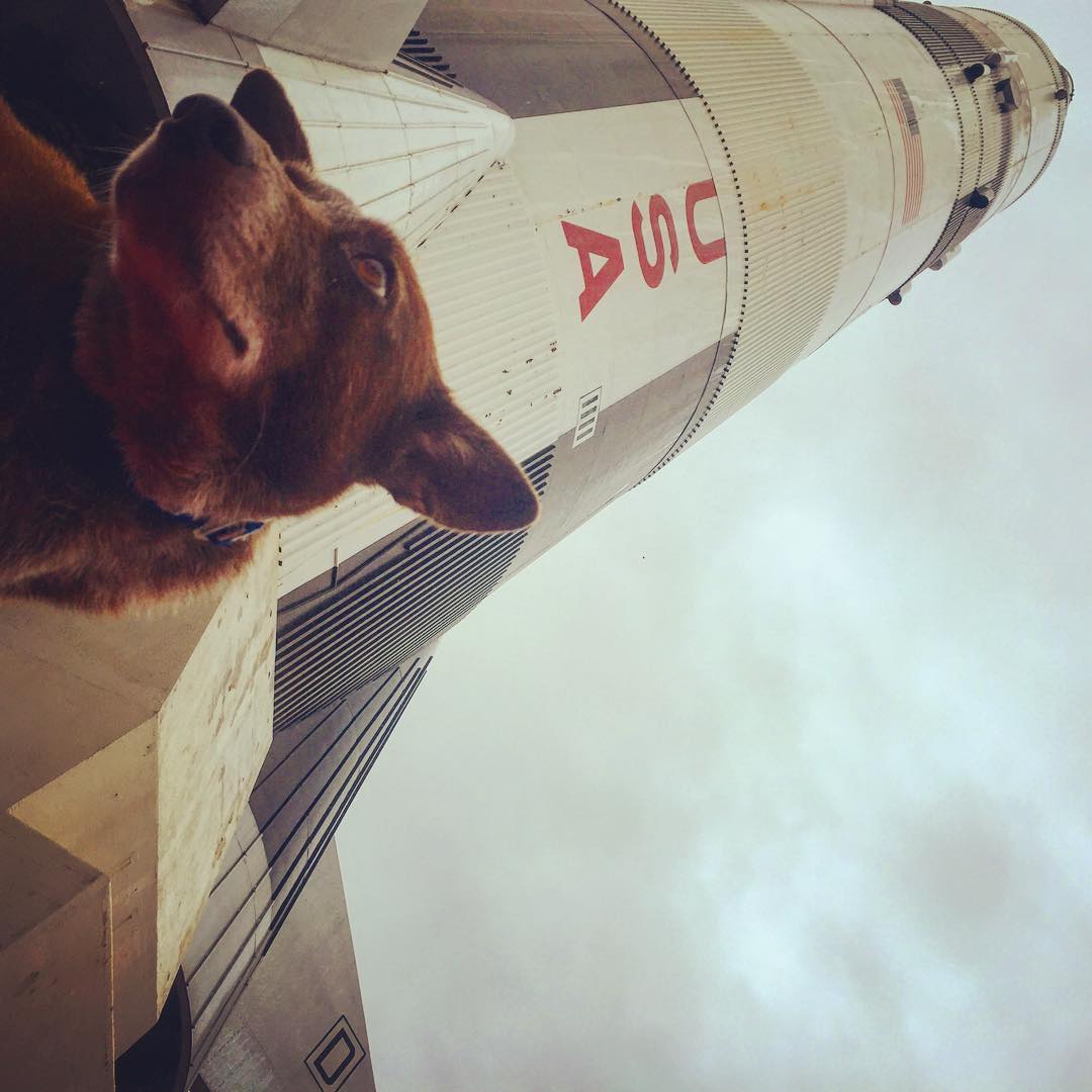 @gooddoghazel is NASAs new spokesmodel. With Saturn V rocket