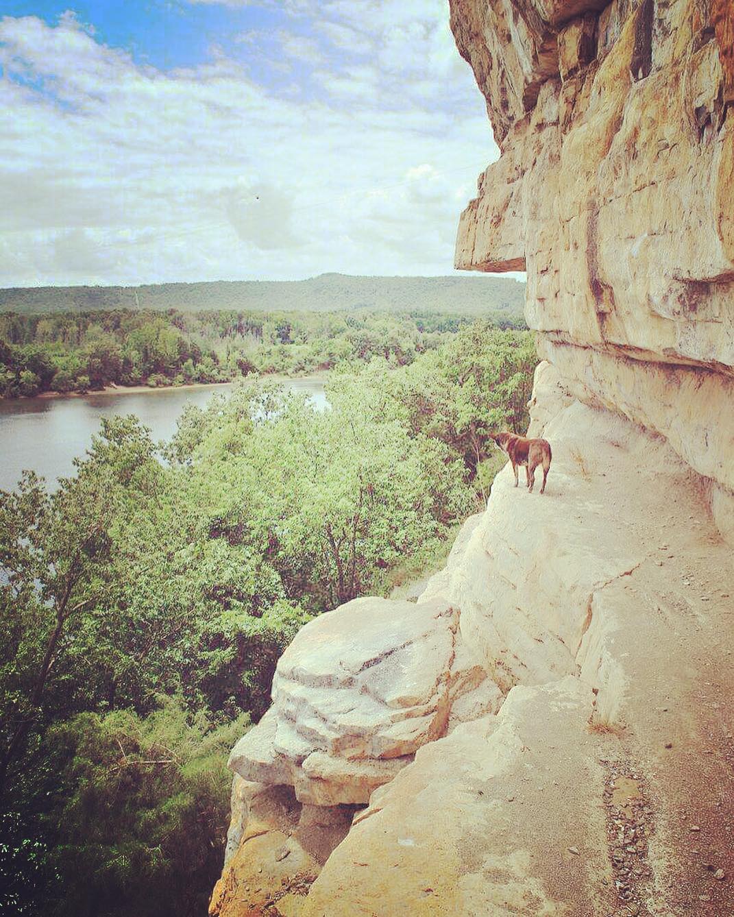 Here’s @gooddoghazel perched on the side of a cliff at Painted Bluff