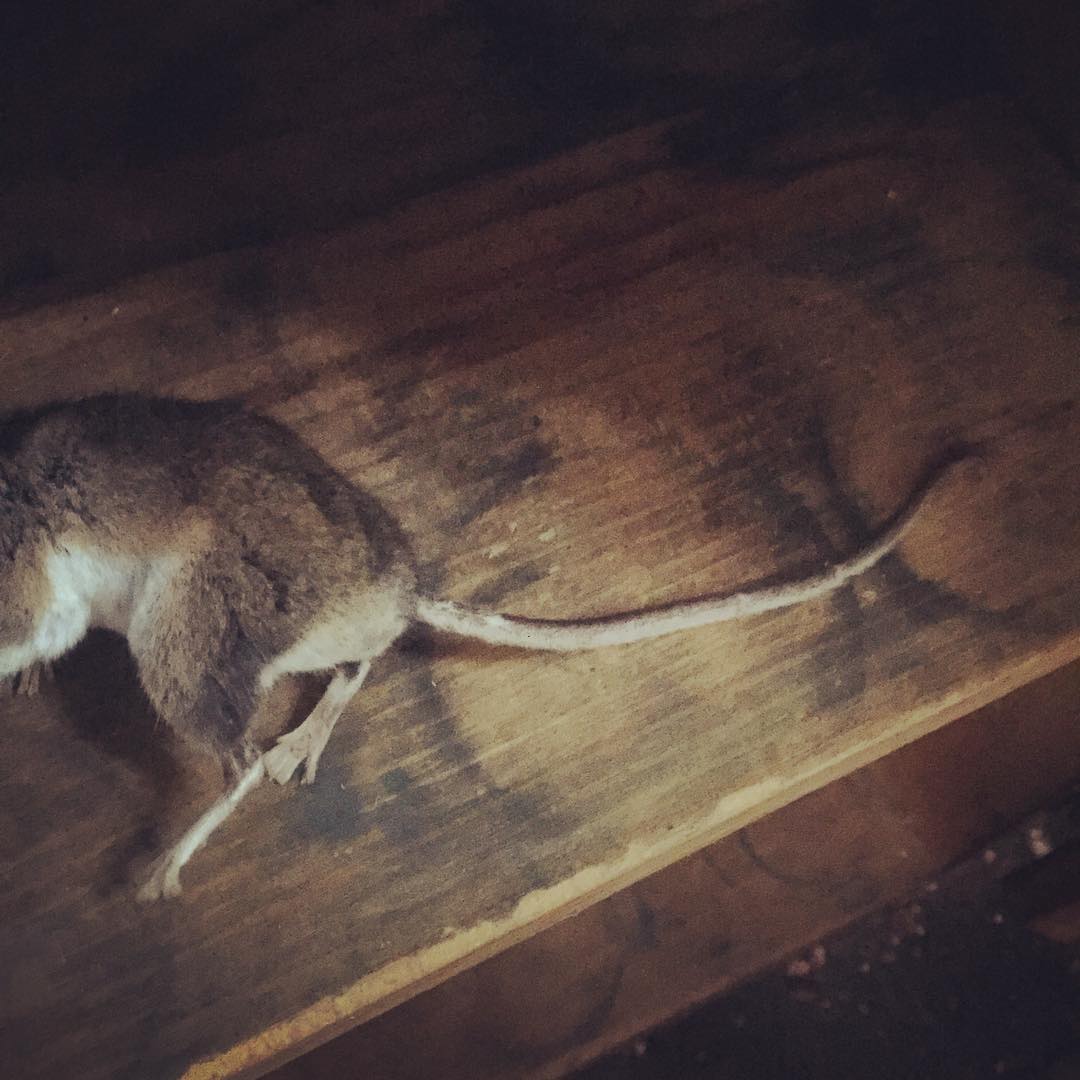 A sad mouse casualty aboard the shantyboat. He may or may not have died of natural causes