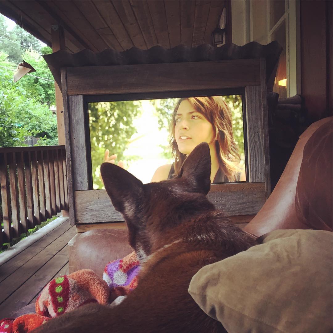 @gooddoghazel watches the Secret History media cabinet