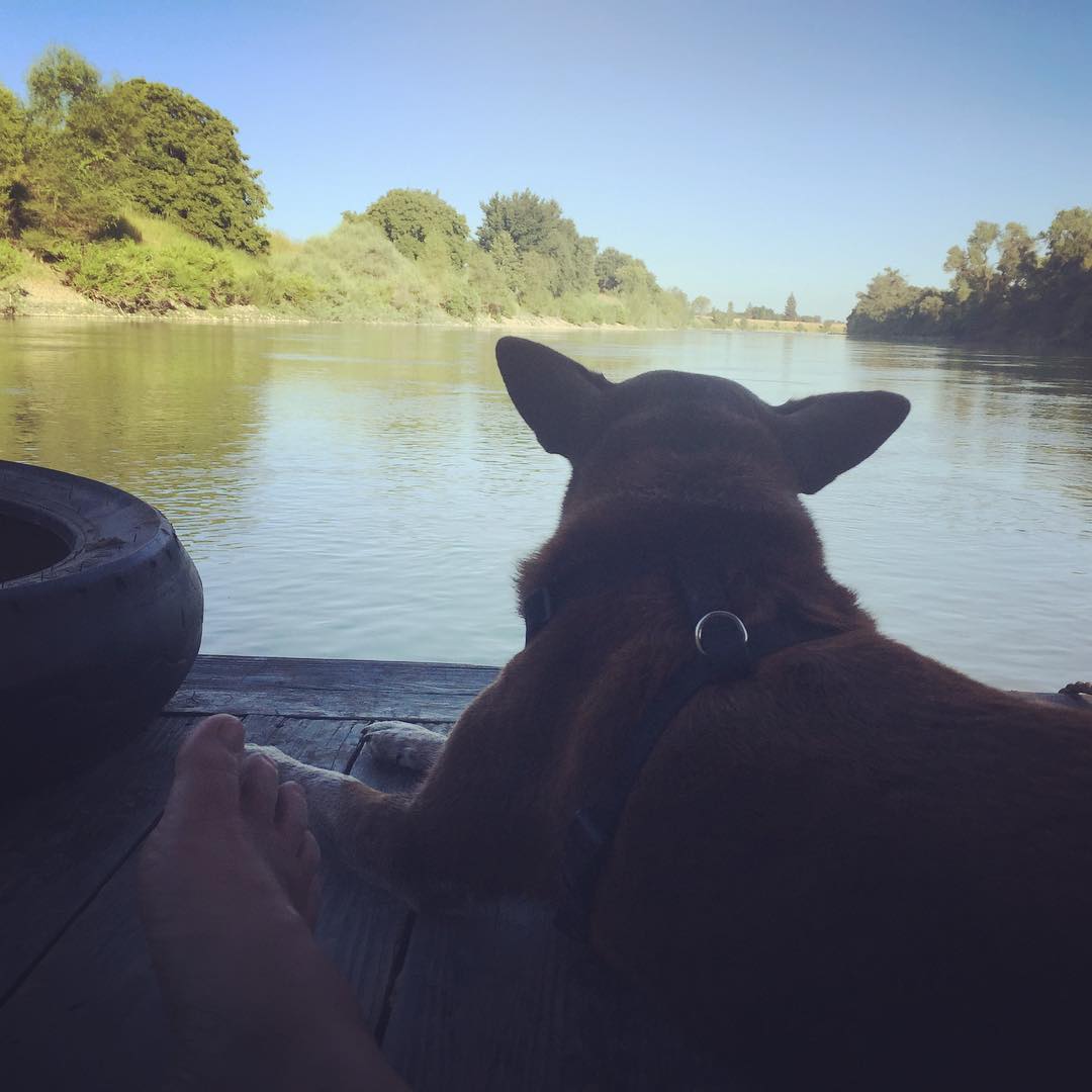 Ships hound headed south out of Colusa