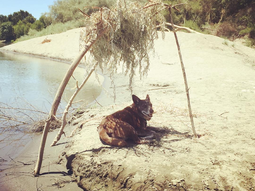 Hazel builds a little chuppah in the heat of the day