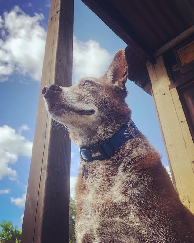 Hazel hero shot. Contemplating her soon-to-be nautical life