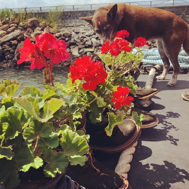 Geraniums on the stern of the Waterfront Museum barge