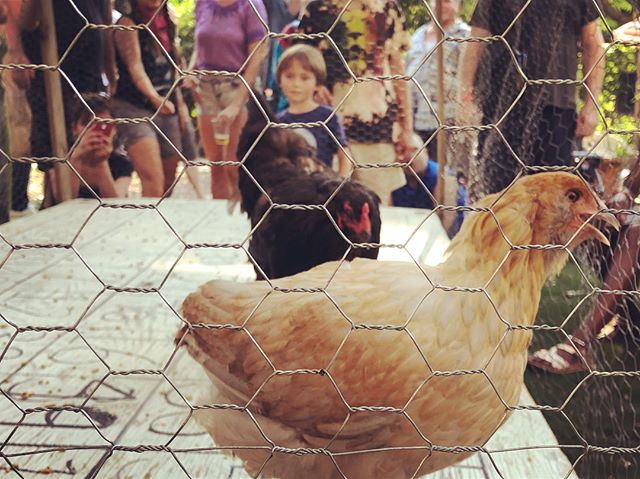 Chicken Shit Bingo at the Bushwick City Farm