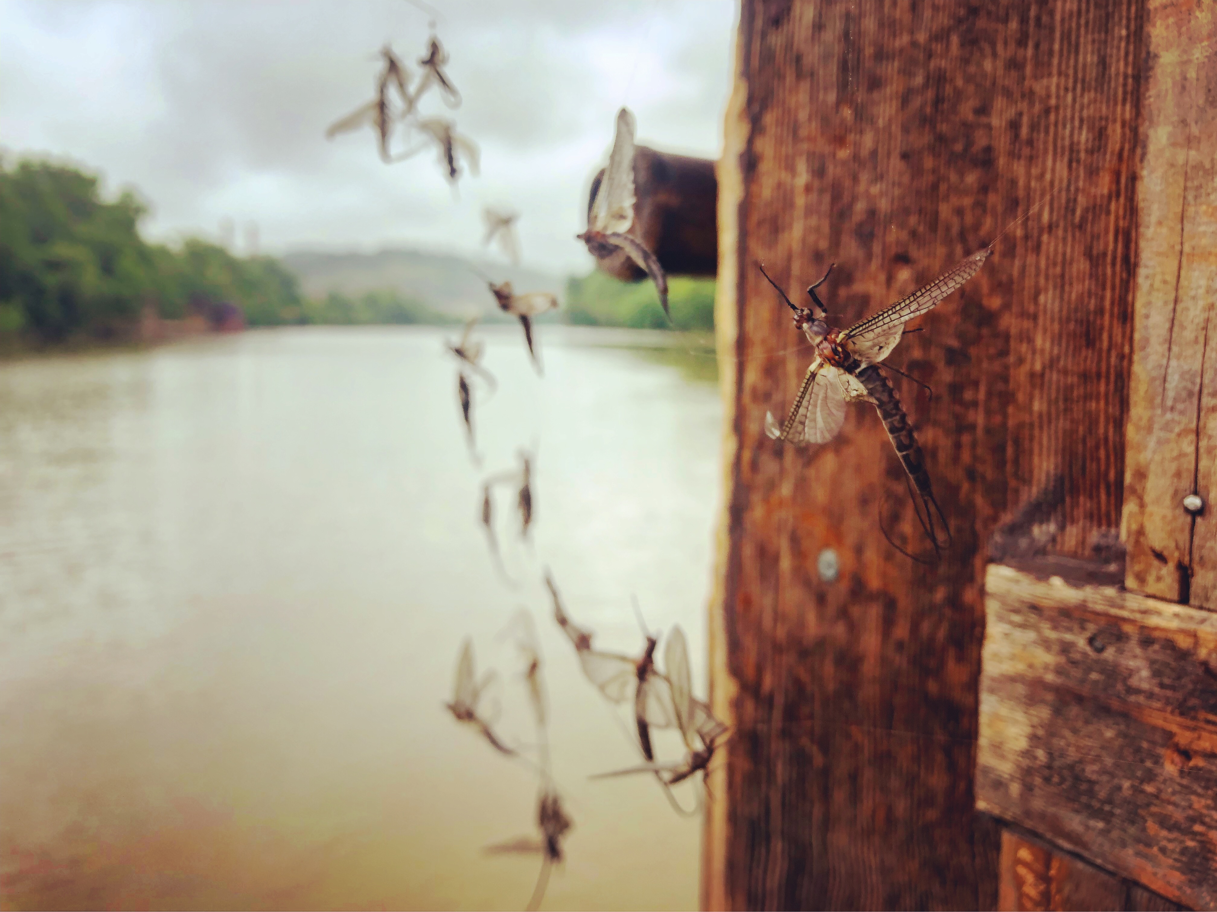 Mayflies caught in a spiderweb under the eves of the shantyboat