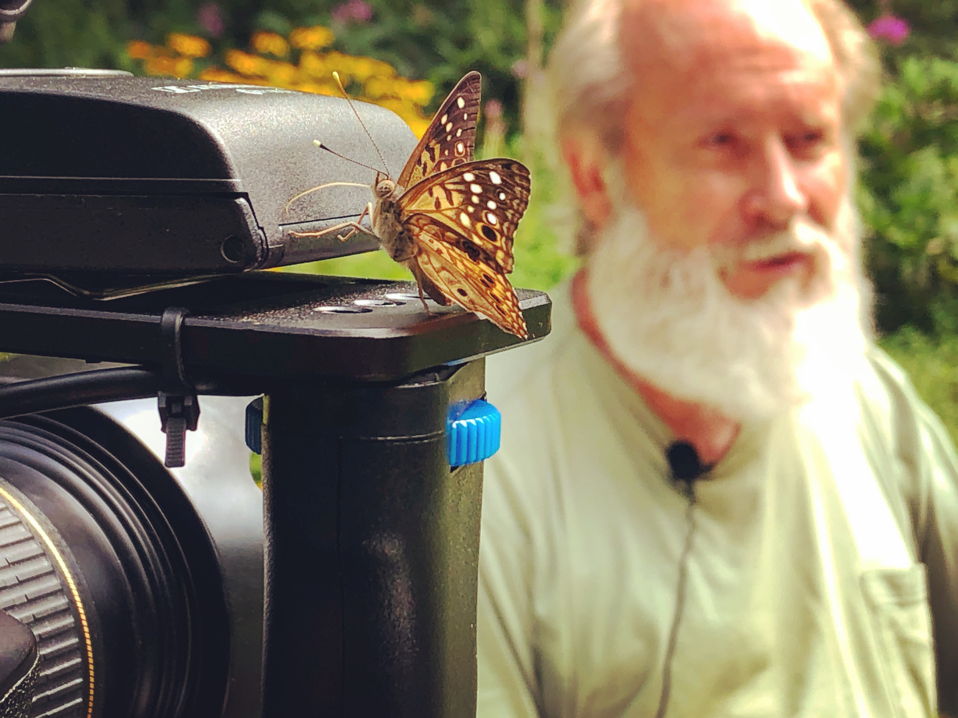 Interviewing Paul Hassfurder at Payne Hollow surrounded by butterflies