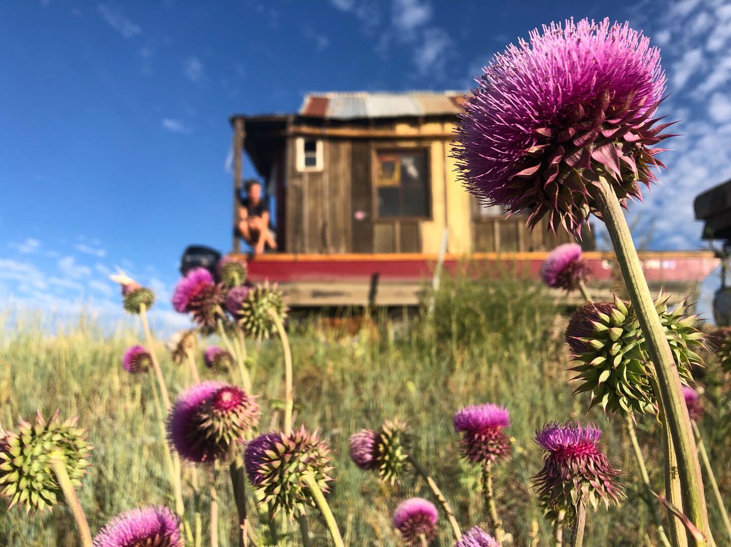 An undiscovered wildflower wilderness on Hwy 80