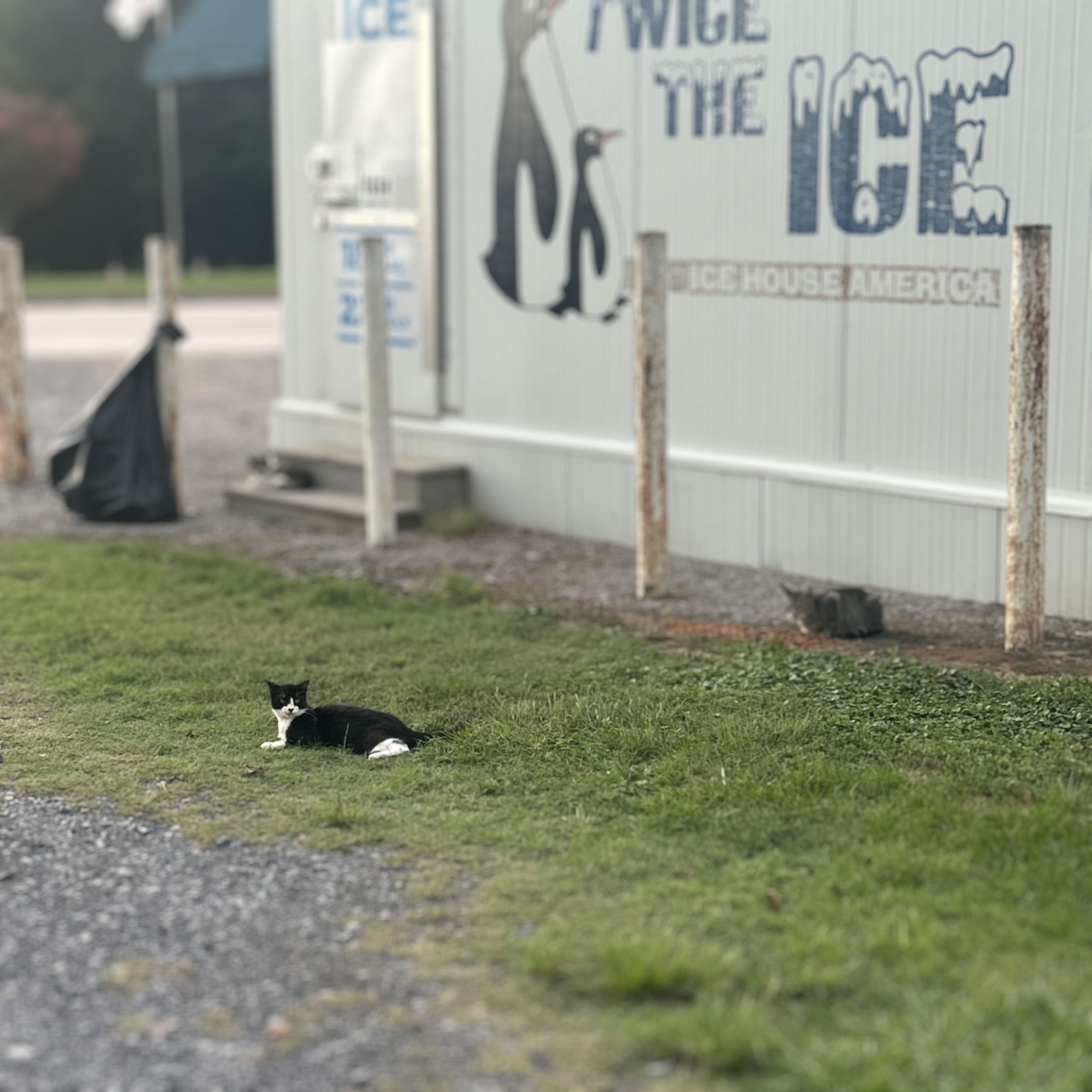 The Cats of Krotz (Katz?) Springs